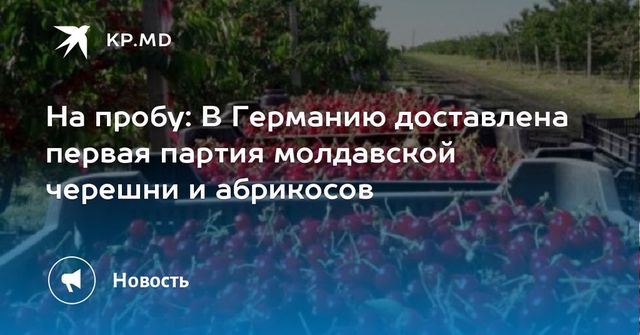 Первая партия молдавских абрикосов и черешни доставлена в Германию