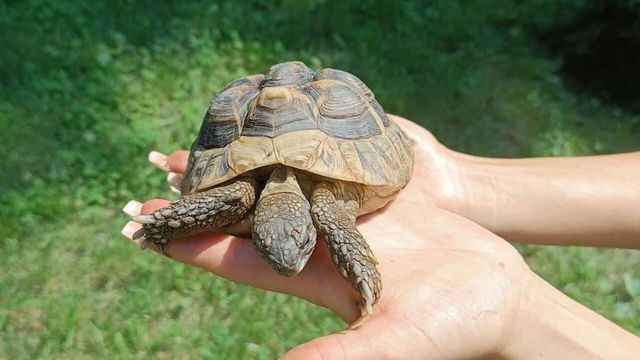 Broasca țestoasă furată de la Grădina Zoologică a fost adusă înapoi