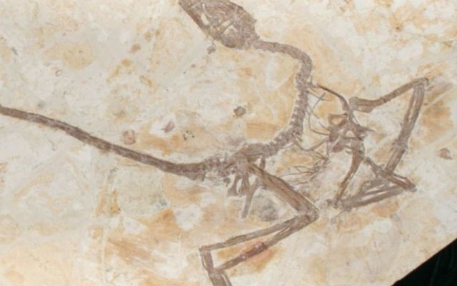 Cercetătorii au confirmat o nouă specie de dinozaur după descoperirea unei fosile în China