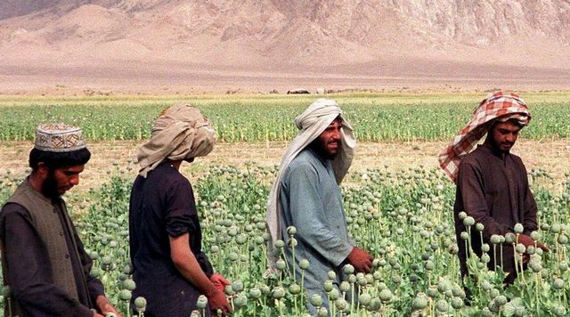 Afghanistan, crollo della coltivazione di oppio dopo il divieto imposto dai Talebani