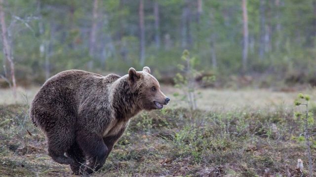 Încă o alertă de urs a fost emisă în Ilfov. Ar putea fi animalul văzut și în weekend