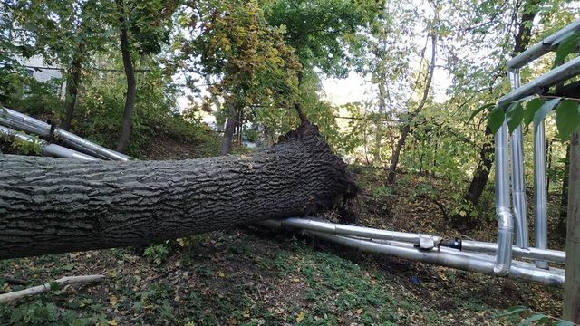 Un copac a căzut peste două mașini