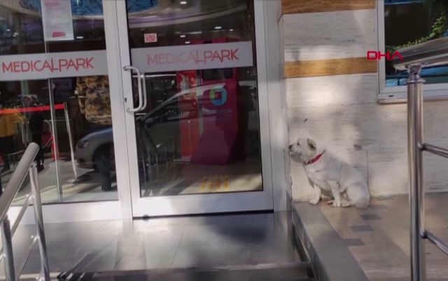 Un câine și-a așteptat stăpânul în fața unui spital din Turcia timp de aproape o săptămână