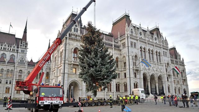 Hétfőn érkezik a Parlament elé az ország karácsonyfája