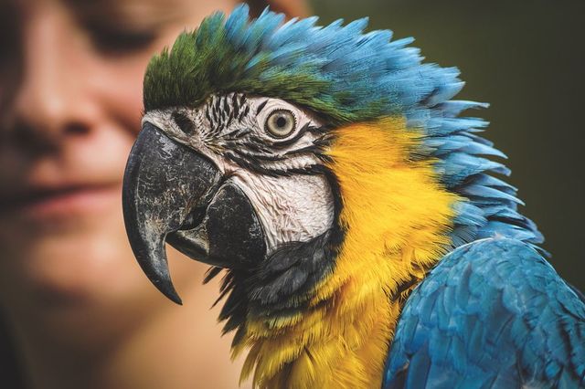 Pedeapsă la grădina zoologică pentru cinci papagali care înjurau turiștii