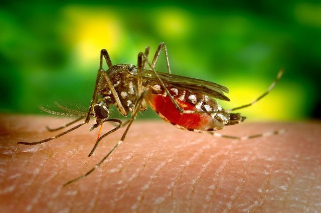 Specialiștii au descoperit că febra Dengue oferă imunitate împotriva Covid-19