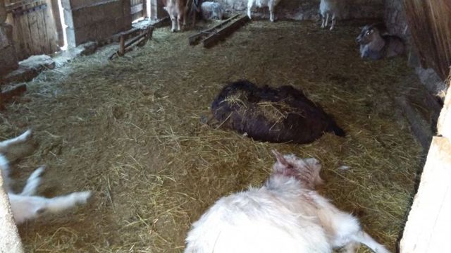 58 de capre și 11 oi din raionul Edineț au murit, după ce s-ar fi intoxicat cu îngrășăminte minerale