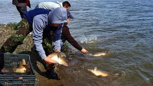 Inspectoratul pentru Protecția Mediului va putea verifica proveniența produselor piscicole