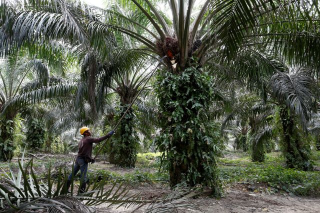 Palm Oil Dispute Temporary, Says Malaysia as India Restricts Imports Over Criticism on CAA, Kashmir