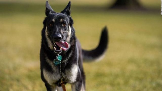 Biden’s dog Major involved in second biting incident