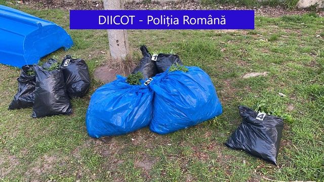 Traficanți de droguri din Galați, prinși când aruncau sute de plante de cannabis în Dunăre