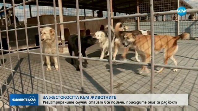 7 месеца условна присъда заради жестокост към животно