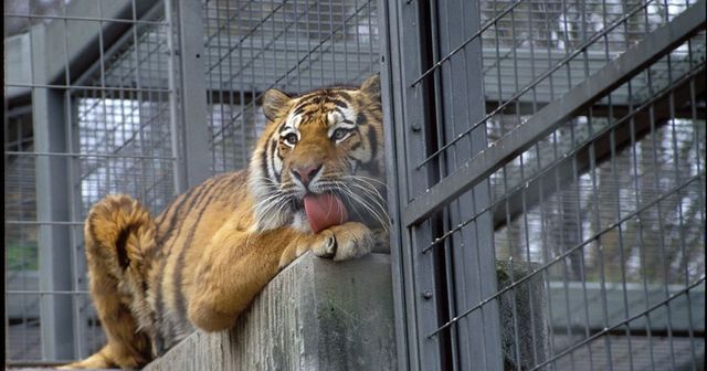 Svizzera, tigre attacca e uccide una guardiana dello zoo di Zurigo