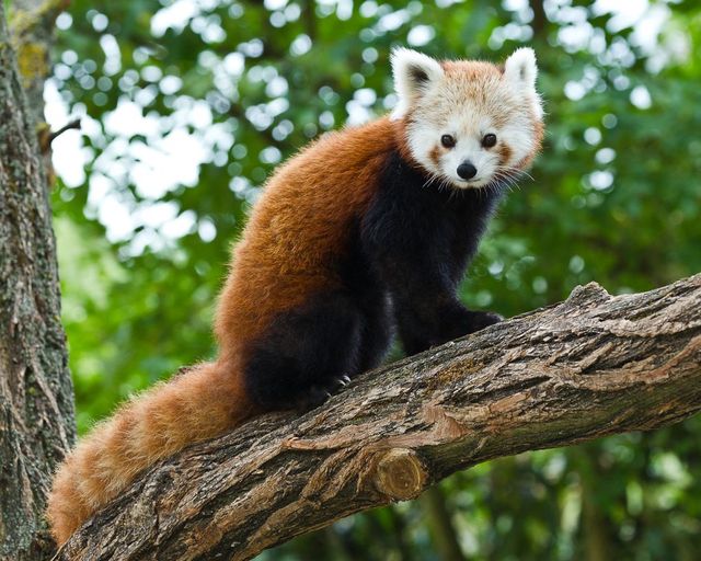 A vörös pandák valójában nem egy, hanem két fajba tartoznak