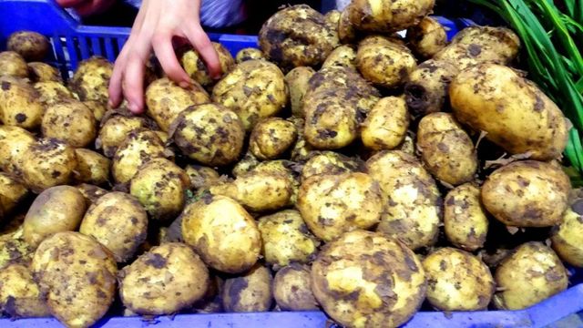 Patru camioane cu cartofi din Belarus infectați cu bacterii, întoarse din vamă