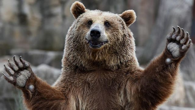 Под Тверью медведь убил лошадей депутата Госдумы