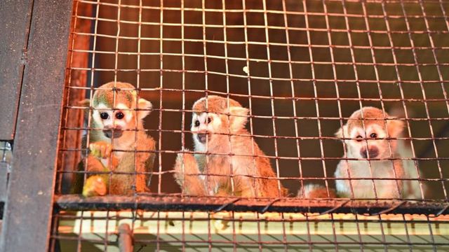 Grădina zoologică din Chișinău s-a îmbogățit cu 31 de viețuitoare