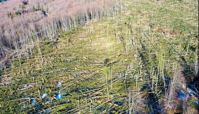Ministrul Mediului: Eu, ca ministru, îi vreau cu cătușe la mâini pe toți cei care taie ilegal pădurile României