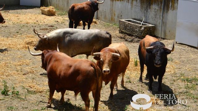 Los toros de Álvaro Núñez se estrenan en San Fermín con un emocionante encierro