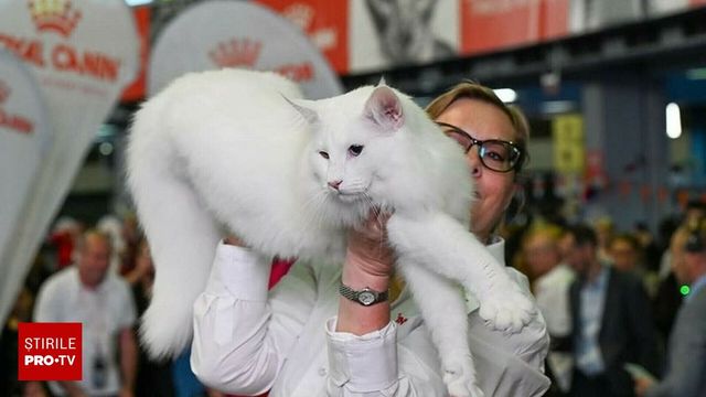 Trei pisici din România, declarate cele mai frumoase din lume la Campionatul Mondial Felin 2025