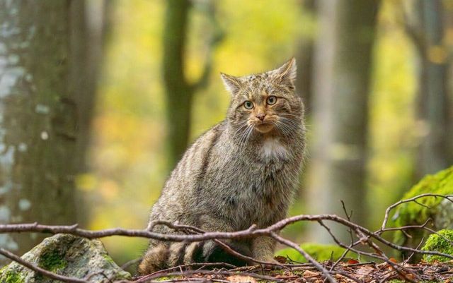 Una dintre cele mai frumoase pisici sălbatice a fost surprinsă și fotografiată în Parcul Național Retezat