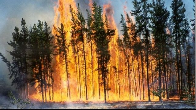 Incendiu într-o pădure din România