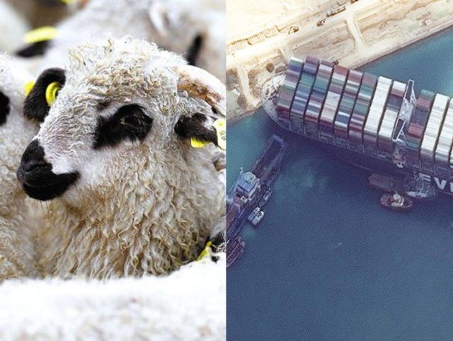 Criza zecilor de mii de oi blocate: cel mai solid scenariu rămâne cel al revenirii acasă