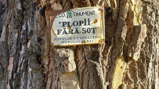 Plopul fără Soț al lui Eminescu, monument al naturii, s-a prăbușit la Iași