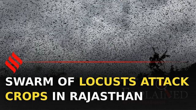 Govt steps up locust control operations; drones to be deployed soon