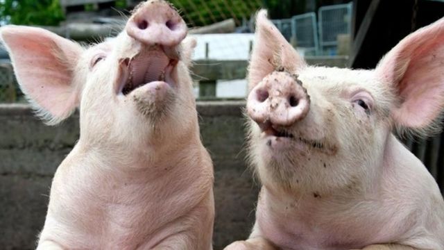 Noi cazuri de pestă porcină au fost confirmate la Nisporeni și Cahul