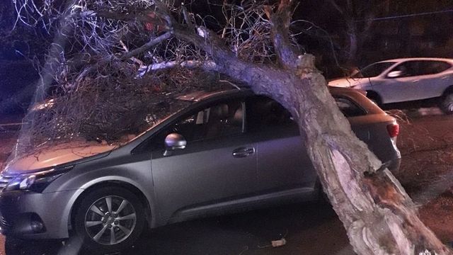 Un copac a căzut peste o mașină, într-o parcare din Constanța