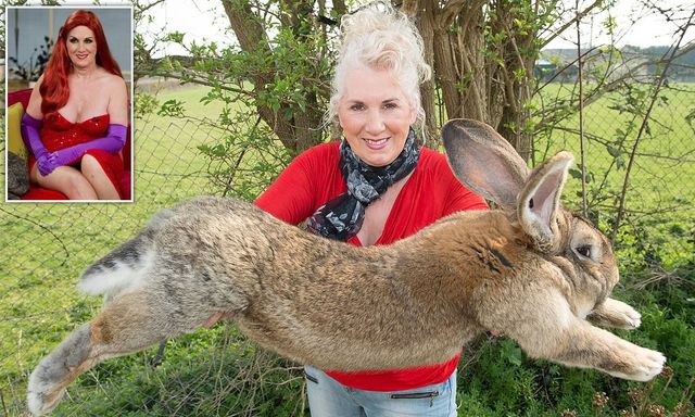 Cel mai mare iepure din lume a fost furat