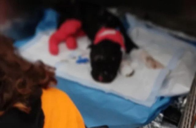 Morto Aron, il cane bruciato vivo dal suo padrone a Palermo