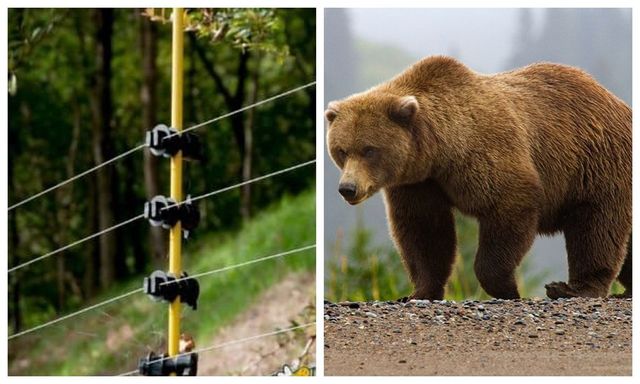 Primul oraș din România care a montat gard electric împotriva urșilor