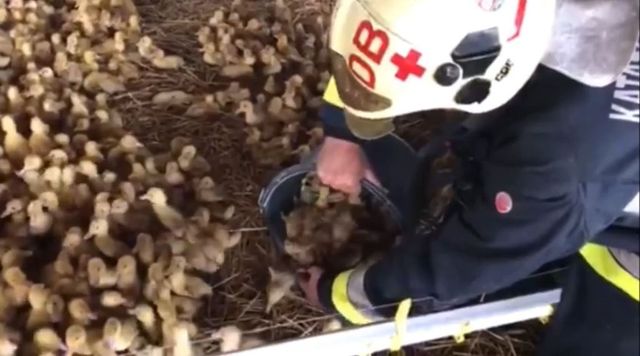 Húszezer kiskacsa életét mentették meg a hős tűzoltók