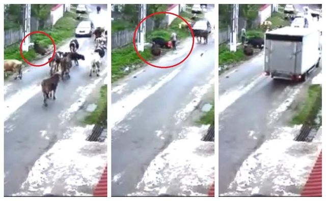 Animale electrocutate în Dâmbovița, pe stradă, după ce un fir de înaltă tensiune a fost lăsat neizolat