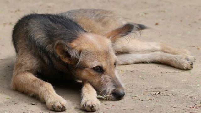 Primăria Capitalei începe o nouă campanie de sterilizare a câinilor fără stăpân