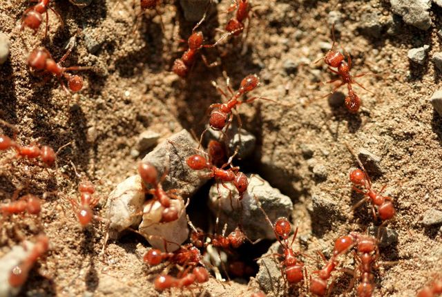 La formica di fuoco è arrivata in Italia, è allarme invasione