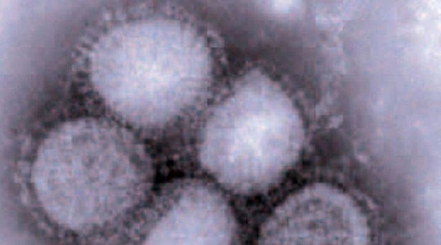In Cina scoperto un nuovo virus influenzale “con potenziale pandemico” nei maiali