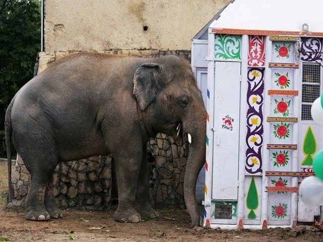 Kaavan, the World’s Loneliest Elephant in Pakistan Finally Finds a New Home in Cambodia