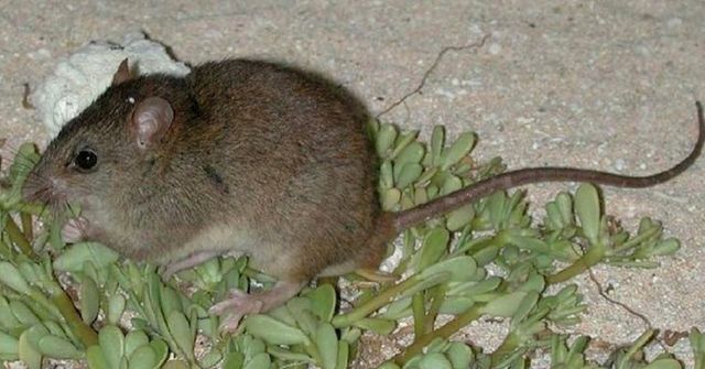 Australská vláda prohlásila malou hnědou krysu za vyhynulý druh