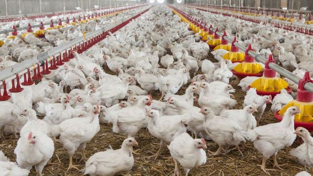 Guvernul a interzis importul de păsări vii, a cărnii și produselor de carne din Ucraina, de teama gripei aviare