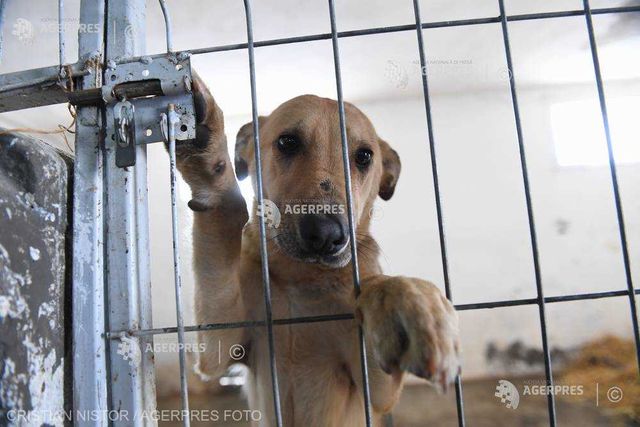 3 câini adoptați, în medie, pe zi, în București