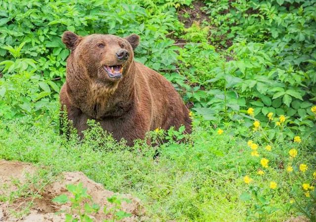 O nouă casă pentru ursul de la Grădina Zoologică din Chișinău