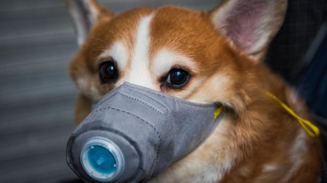 Primul câine, diagnosticat pozitiv cu coronavirus în Hong Kong