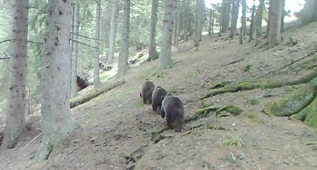 Ipostaza neașteptată în care au fost filmați trei urși într-o pădure din Parcul Național Călimani