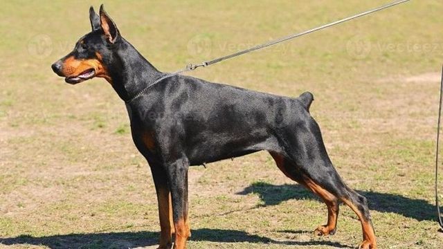 Bimbo morso dal dobermann di famiglia