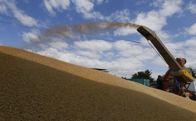 Negyven tonna GMO-val szennyezett ukrán vetőmagot foglalt le a Nébih