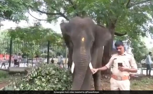 Karnataka Gives 6 Trained Kumki Elephants To Andhra Pradesh