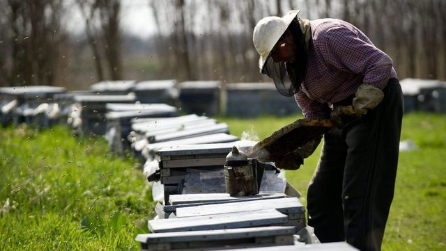 Mától lehet pályázni a méhészeti támogatási programra